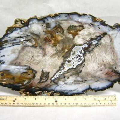 Petrified Wood