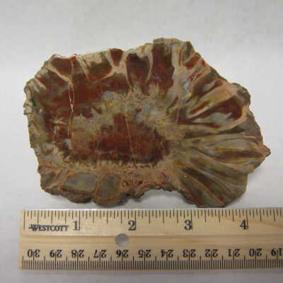 Fossil Cycad