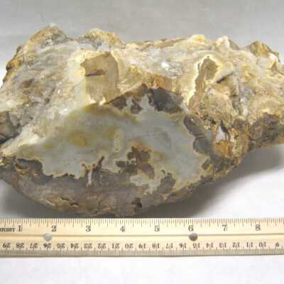 Petrified Wood