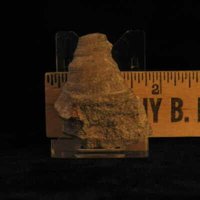 Crinoid (stem)
