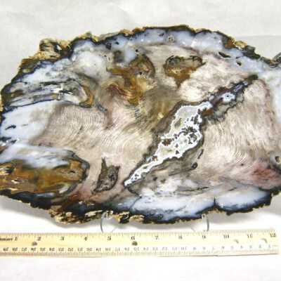 Petrified Wood
