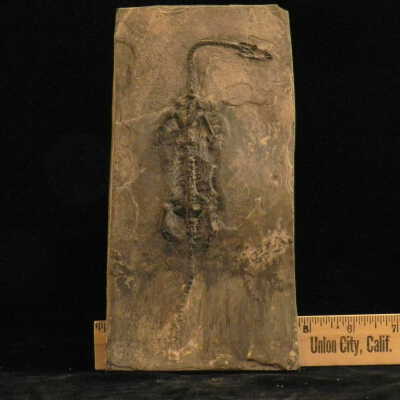 Keichosaurus