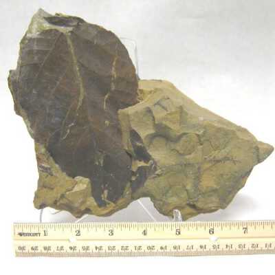 Leaf Fossil