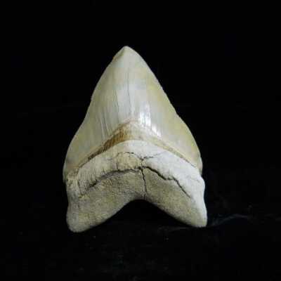 Megalodon Tooth