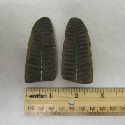 Fern Fossil