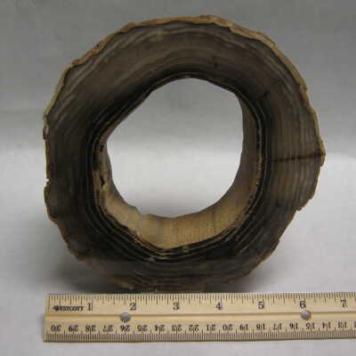 Elm "O"