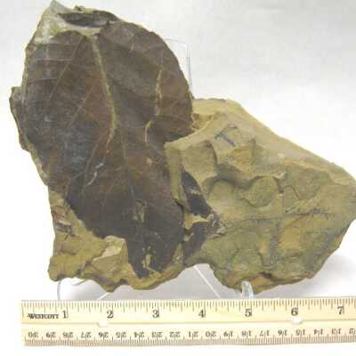 Leaf Fossil