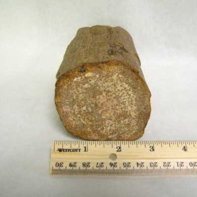 Limb Cast