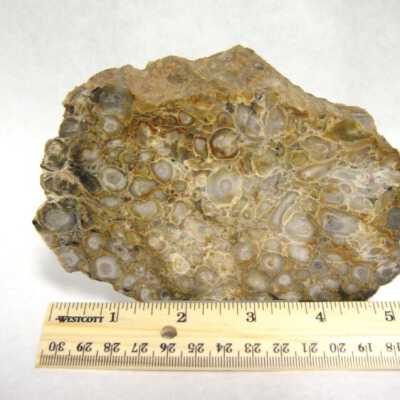 Petrified Wood