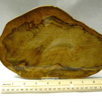 Sequoia