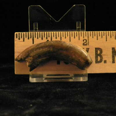 Bison (tooth)