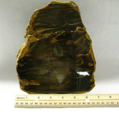 Sequoia