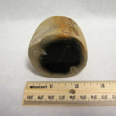 Petrified Wood