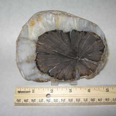 Limb Cast