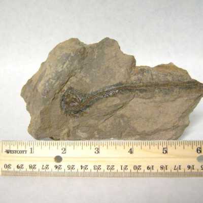 Leaf Fossil