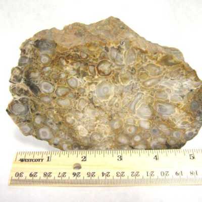 Petrified Wood