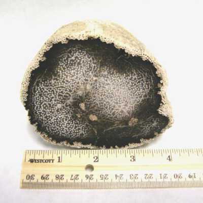 Limb Cast