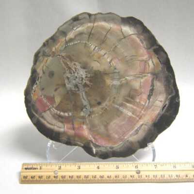Limb Cast