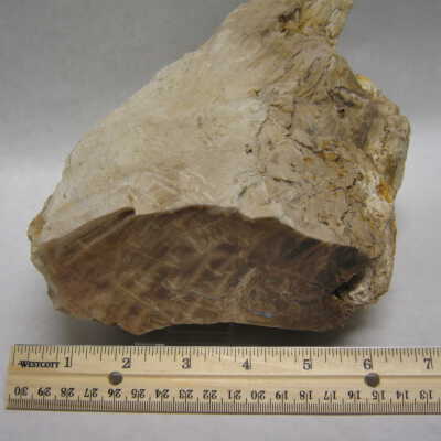 Petrified Wood