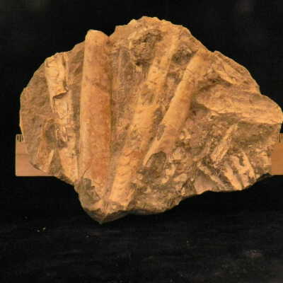 Belemnoids