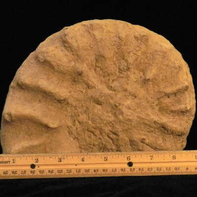 Ammonite