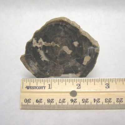 Limb Cast