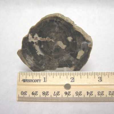 Limb Cast