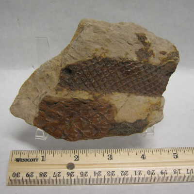 Scale Tree Branch