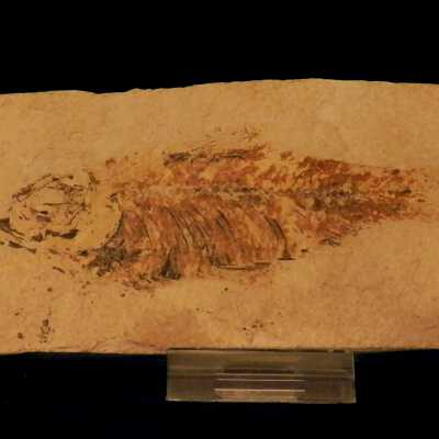 Fish Concretion (fossil)
