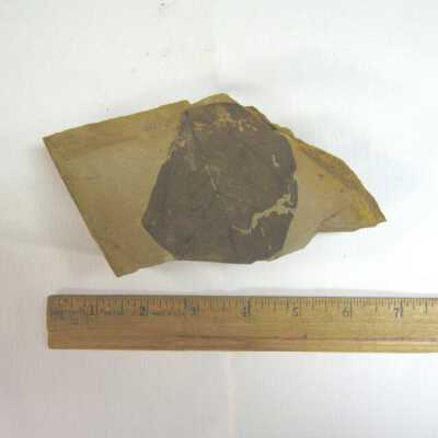 Populus (Leaf)