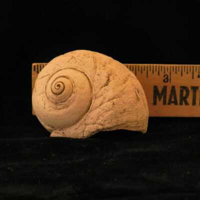 Snail