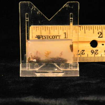 Dendritic Agate