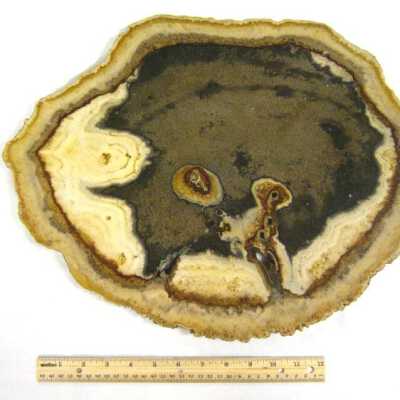 Petrified Wood