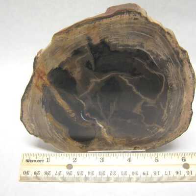 Limb Cast
