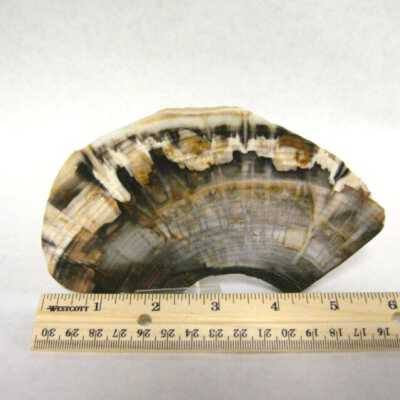 Petrified Wood