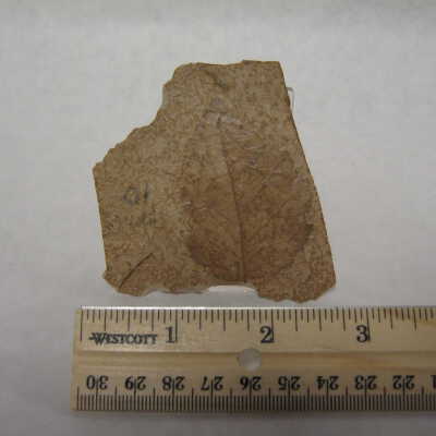 Alder Leaf