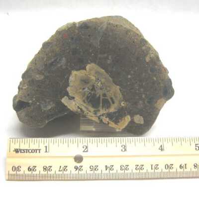 Petrified Wood