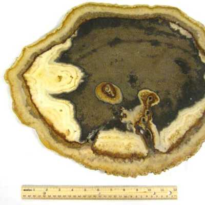 Petrifed Wood
