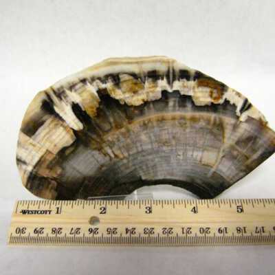 Petrified Wood