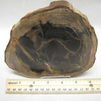 Limb Cast