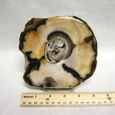 Petrified Wood