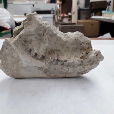 Right mandible and ramus.
