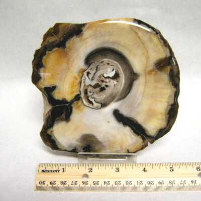 Petrified Wood