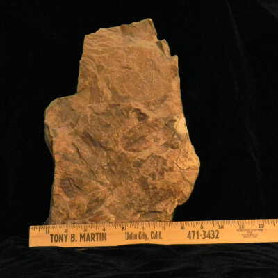 Betulaceae (birch fossil)