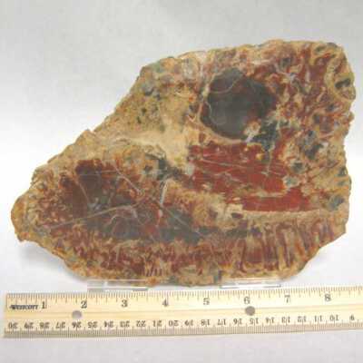 Limb Cast