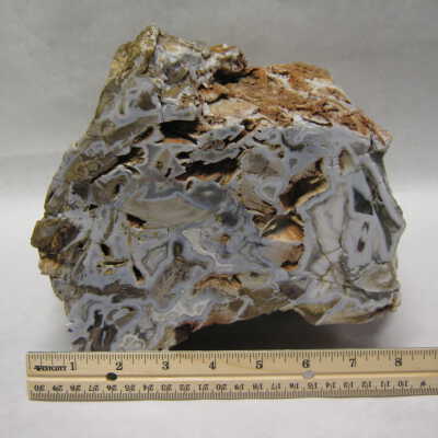 Petrified Wood