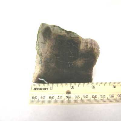 Petrified Wood