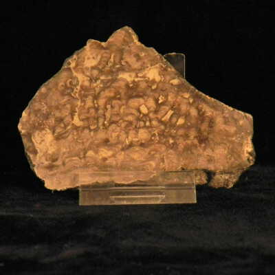 Stromatolite