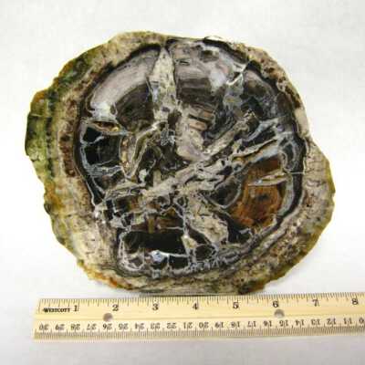 Petrified Wood