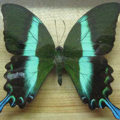 Peacock Butterfly